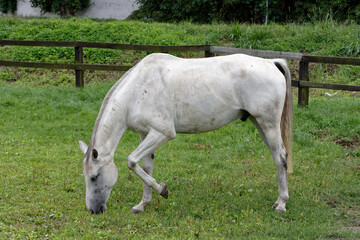 Naklejka na ściany i meble Horse resting on the paddock
