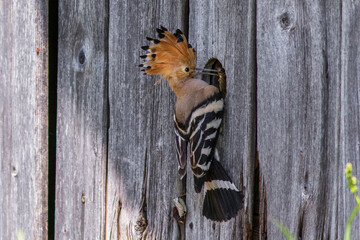 Wiedehopf (Upupa epops) mit Maulwurfsgrille