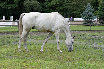 Horse resting on the paddock