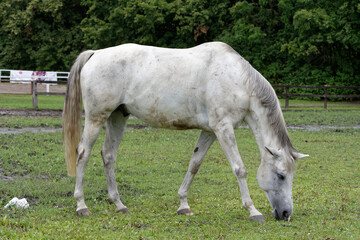 Horse resting on the paddock