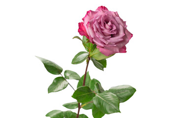 Pink rose isolated on white background.