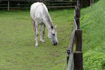 Horse resting on the paddock © Marcin Łuczak