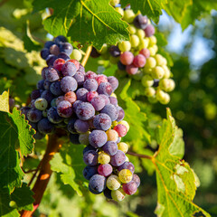 Grappe de raisin noir dans un vignoble au soleil.