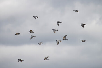 birds in flight