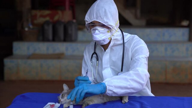 
Veterinarians wear PPE for canine distempervirus (CDV) vaccine. Cats and dogs, veterinary medicine.