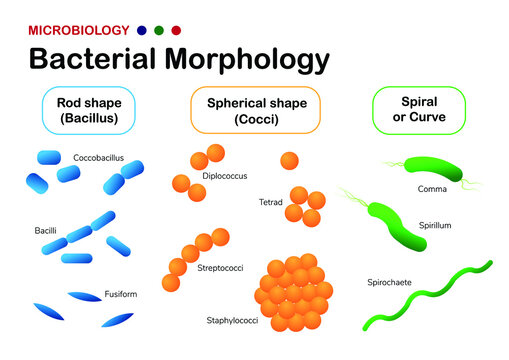 Microbiology diagram show bacterial morphology (coccus, bacillus and spiral)