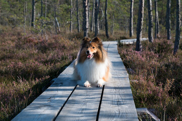 Cute smiling sable white shetland sheepdog, sheltie lies outdoors on autumn day in the forest...