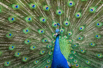 Naklejka premium Indian Peacock or Blue Peacock, Pavo cristatus