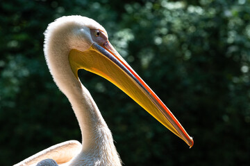 Great White Pelican, Pelecanus onocrotalus in a park