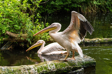 Great White Pelican, Pelecanus onocrotalus in a park