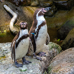 Naklejka premium Humboldt Penguin, Spheniscus humboldti in a park
