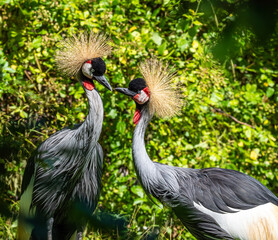 Black Crowned Crane, Balearica pavonina in a park