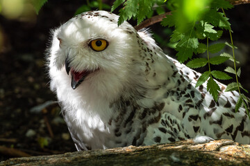 The Snowy Owl, Bubo scandiacus is a large, white owl of the owl family