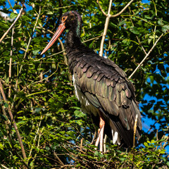 Black stork, Ciconia nigra in a german nature park