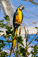 The Blue-and-yellow Macaw, Ara ararauna is a large South American parrot