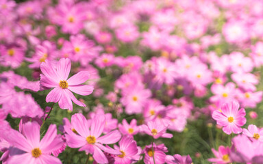 Little pink cosmos flowers with yellow pollen blooming in the garden