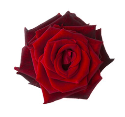 Bright red Rose isolated on white background. Selective focus. Focus on the center of the flower