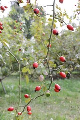 Red rosehip berries in a herb garden