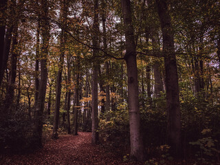 forest in autumn