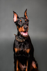 Doberman puppy portrait isolated on dark background.
