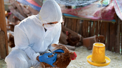 Veterinarians wear PPE clothing to vaccinate with chicken flu virus, veterinary medicine.