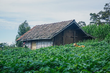 Fototapeta na wymiar Old village house in Indonesia