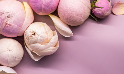 Rose flower buds on pink background. Macro flowers backdrop for holiday brand design