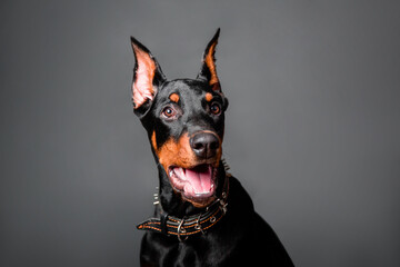 Doberman puppy portrait isolated on dark background.