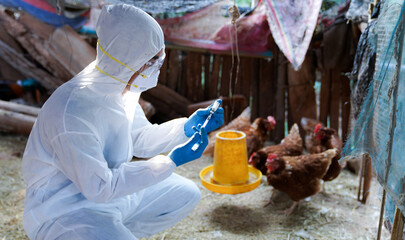 Veterinarians wear PPE clothing to vaccinate with chicken flu virus, veterinary medicine.