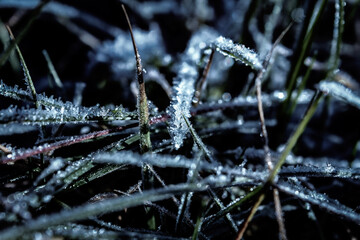 frost on the leaf