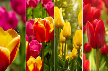 Collage of red and yellow tulips. Tulip flowers
