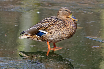 Ordinary duck day © Marcin Łuczak