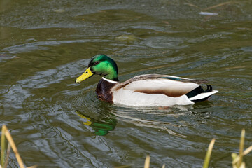 Ordinary duck day © Marcin Łuczak