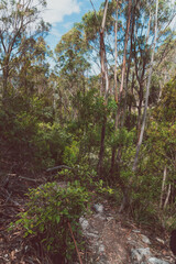 Fototapeta na wymiar wild Tasmanian bush landscape during a hike to Fossil Cove