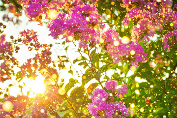 sun shines through flowering pink flowers on branches bush
