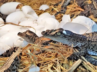 new born freshwater crocodile (crocodile baby) on human hands . The Johnstone’s crocodile (Crocodylus johnstoni) lives in inland creeks, rivers, lakes and swamps.