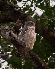 Brown Fish Owl perched on a tree branch