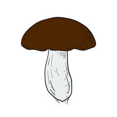 Hand-drawn isolated boletus. Vector cartoon illustration.