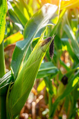 Close-up shot of green juicy corncob on growing maize plant in cornfield illuminated by beautiful sun light