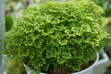 parsley in a pot