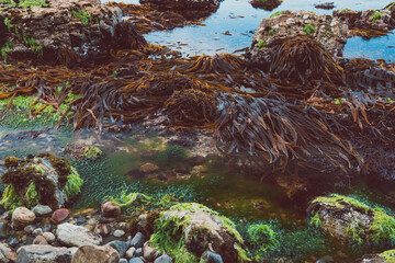wild Tasmanian landscape with algae on the shore and rocks as seen during a hike to Fossil Cove