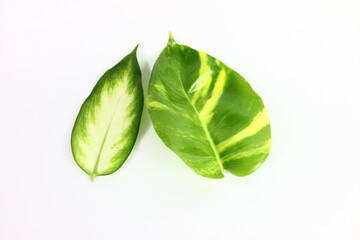 decorative leaf vegetation in white background