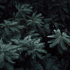 Close up on green honey locust tree leaves with morning dew in a garden. Dark, low key style nature greenery background. Natural botany, wilderness freshness concept.  
