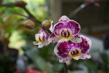 Original Indonesian Orchid Flowers
