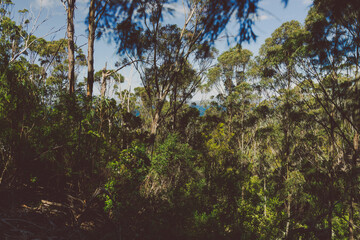 wild Tasmanian bush landscape during a hike to Fossil Cove