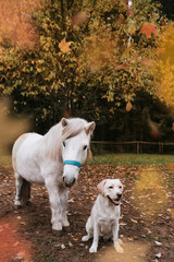 Dog with white horse in Autumn