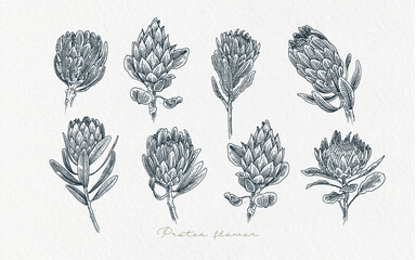 Hand drawn protea Flower illustration black and white