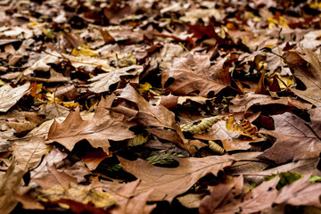 autumn leaves on the ground