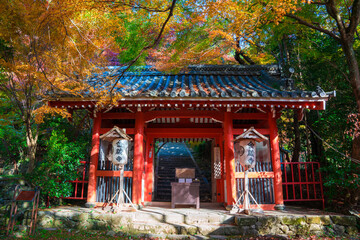 Fototapeta premium 京都 金蔵寺（こんぞうじ）の山門と紅葉