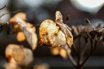 leaves on the ground